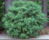 Buxus 'Wintergreen'.png